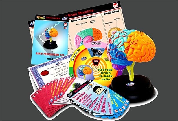 Anatomy - Brain Professional  Set - RightToLearn.com.sg
 - 4