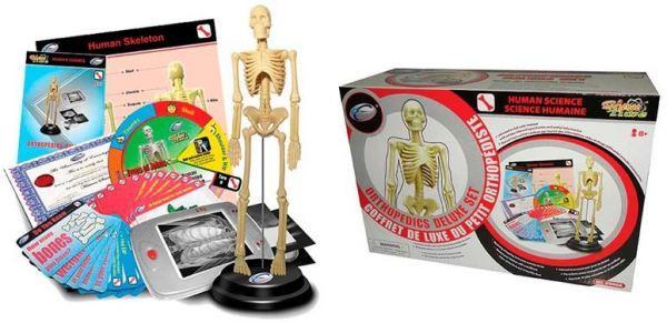 Anatomy Skeleton Model -Orthopedics Deluxe Set - RightToLearn.com.sg
 - 1