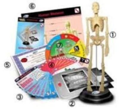 Anatomy Skeleton Model -Orthopedics Deluxe Set - RightToLearn.com.sg
 - 2