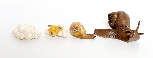 Life Cycle of a  SNAIL  - Miniature model