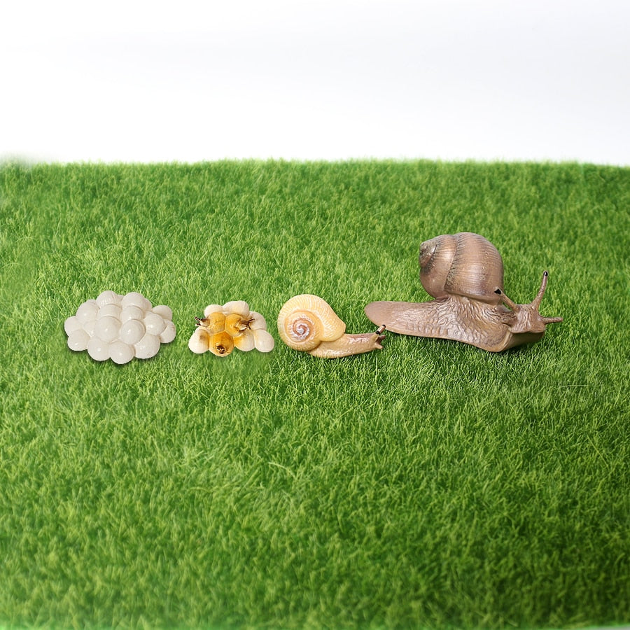 All about SNAIL Package - Life cycle Models /Knobbed puzzle