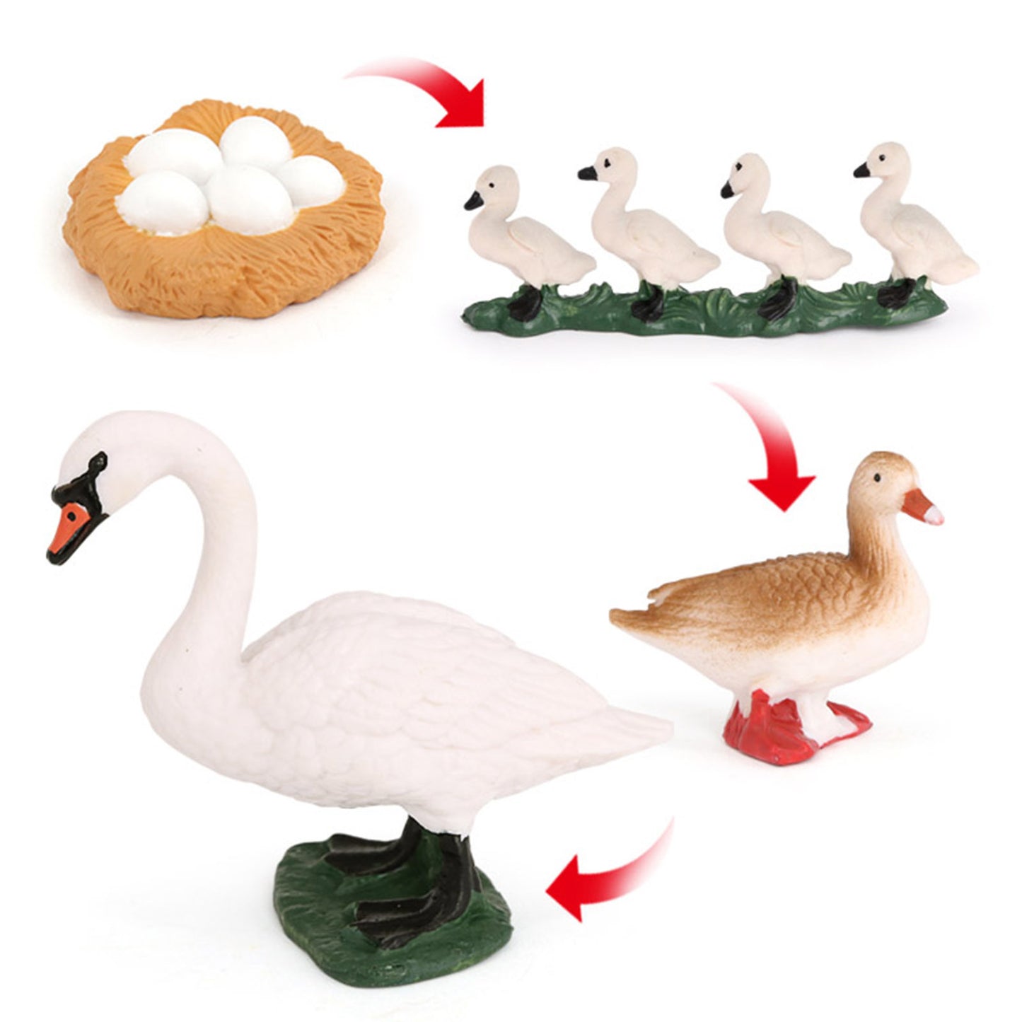 Life Cycle of a  Swan  - Miniature model