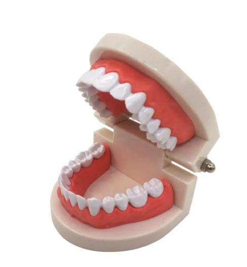 Dental Hygiene - Teeth Model