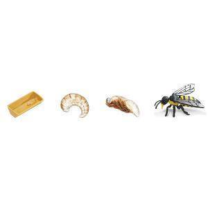 Life Cycle of a  Honey Bee - Miniature model - RightToLearn.com.sg
 - 2