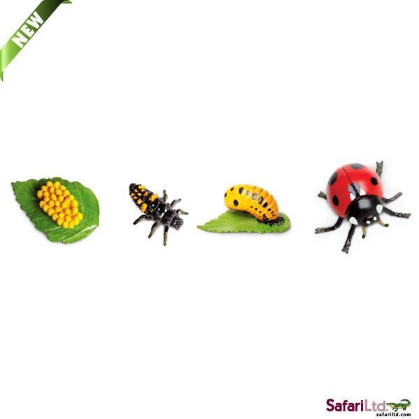 Life Cycle of a  Lady Bug - Miniature model - RightToLearn.com.sg
 - 1