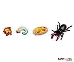 Life Cycle of a  Stag Beetle - Miniature model - RightToLearn.com.sg
