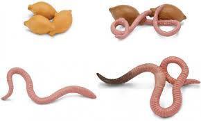 Life Cycle of a  Worm - Miniature model - RightToLearn.com.sg
 - 1