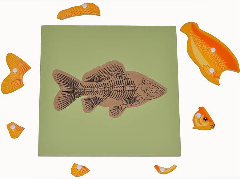 Parts of a FISH Puzzle with skeleton - RightToLearn.com.sg
 - 2