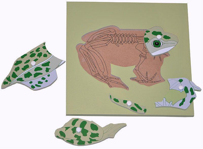 Parts of a FROG Puzzle with skeleton - RightToLearn.com.sg
 - 2