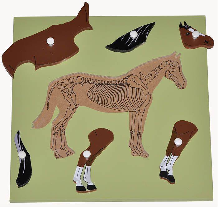 Parts of a HORSE Puzzle with skeleton - RightToLearn.com.sg
 - 2