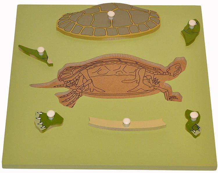 Parts of a Turtle Puzzle with skeleton - RightToLearn.com.sg
 - 2